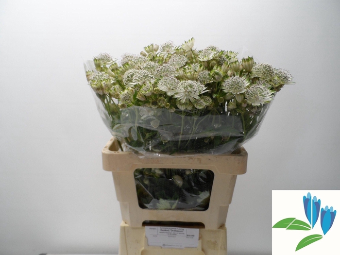 <h4>Astrantia Shaggy White</h4>