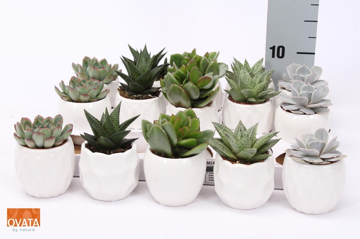 <h4>SUCC GEM 5 SRT</h4>