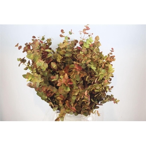 Euca Cinerea De Luxe 200gr P Bunch