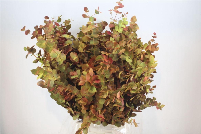 <h4>Euca Cinerea De Luxe 200gr P Bunch</h4>