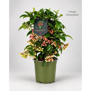 Ardisia crenata Bospremium Red