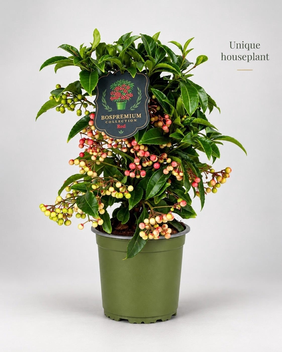 <h4>Ardisia crenata Bospremium Red</h4>