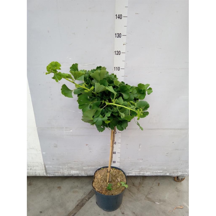 <h4>Ginkgo biloba   ...</h4>