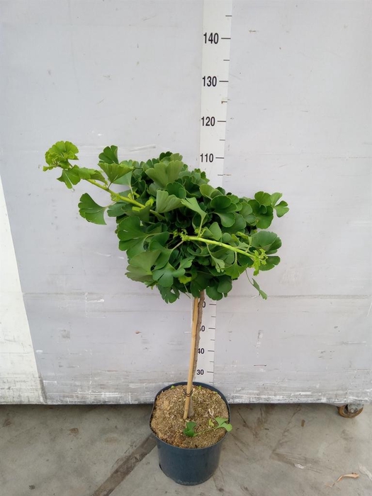 Ginkgo biloba   ...
