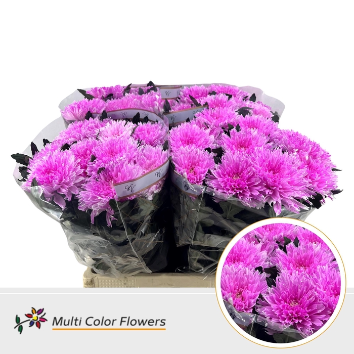 <h4>Chr G Undercover Soft Erica</h4>