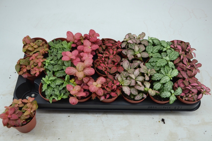 <h4>FITT GEM 7 KL</h4>