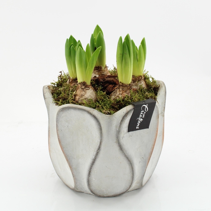 <h4>BLCR-2644 Bulbs creations</h4>