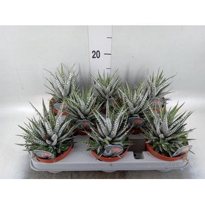 Haworthia fasciata 'Alba'