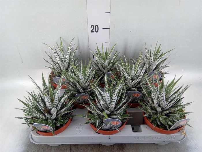 <h4>Haworthia fasciata 'Alba'</h4>