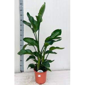 STRELITZIA NICOLAI