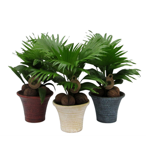 Livistona rotundifolia