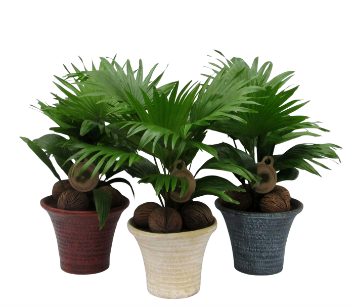 <h4>Livistona rotundifolia</h4>