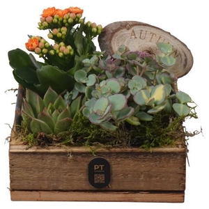 PTHI3344 Arrangement Autumn Indoor in houten vierkanten plateau