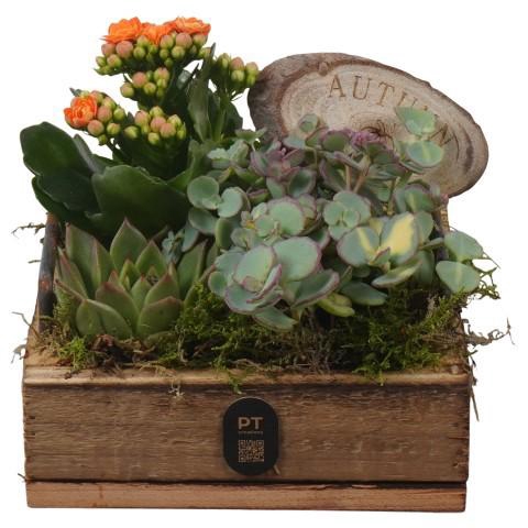 <h4>PTHI3344 Arrangement Autumn Indoor in houten vierkanten plateau</h4>