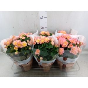 Begonia elat. DU 'Hailey Sunset'