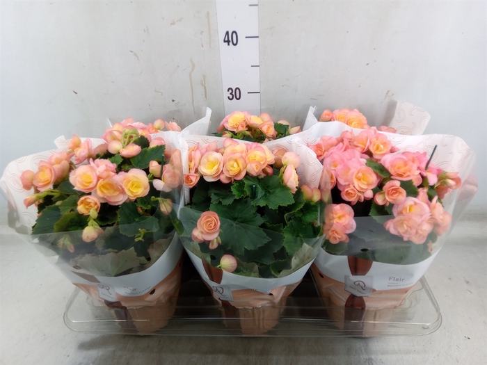 <h4>Begonia elat. DU 'Hailey Sunset'</h4>