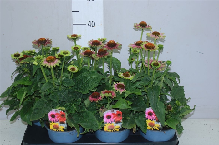 <h4>Echinacea Ps Vint Lime</h4>