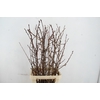 PRUNUS X SERRULATA PER STEM 120CM