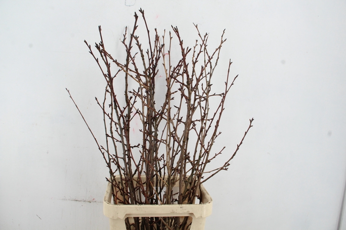 PRUNUS X SERRULATA PER STEM 120CM