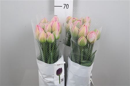 <h4>Tu Du Pinza</h4>