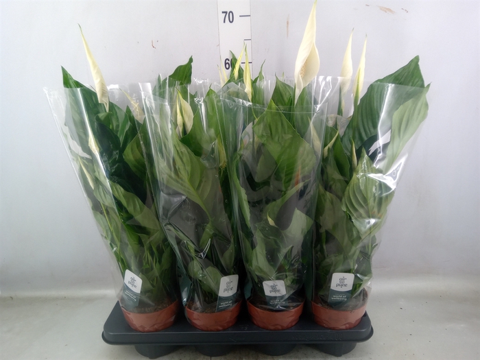 <h4>Spathiphyllum  'Sweet Ricardo'</h4>
