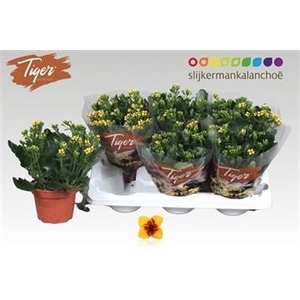 KAL EN TIGER YELLOW