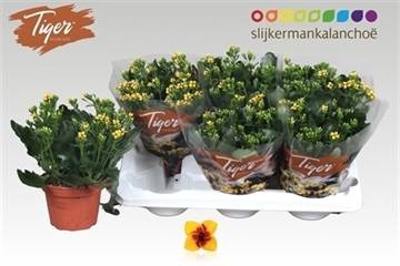 <h4>KAL EN TIGER YELLOW</h4>