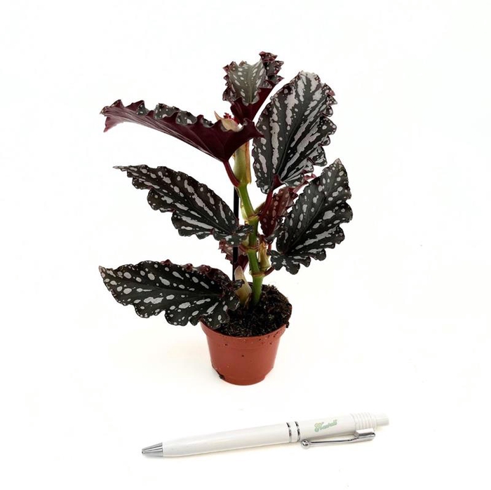 BEGONIA MACULATA p6