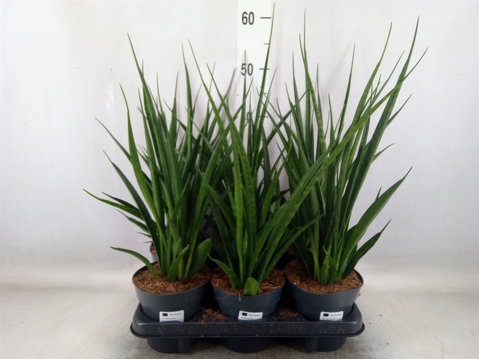 <h4>Sansevieria kirkii 'Friends'</h4>