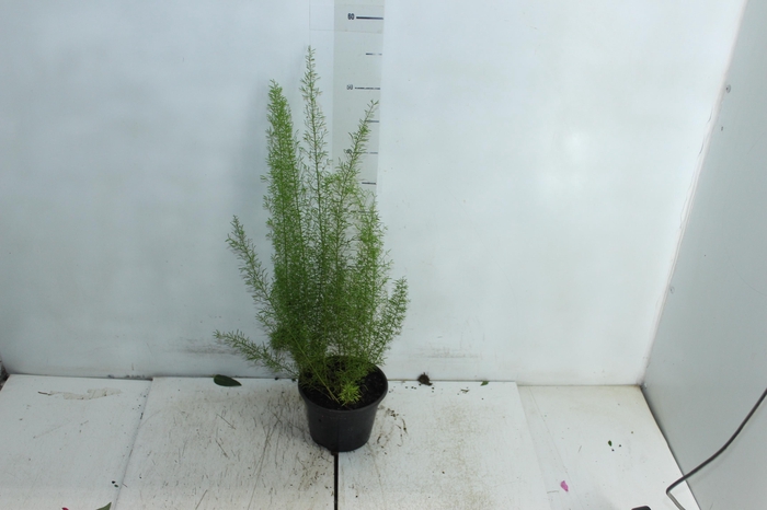 <h4>ASPARGO REAL P15</h4>