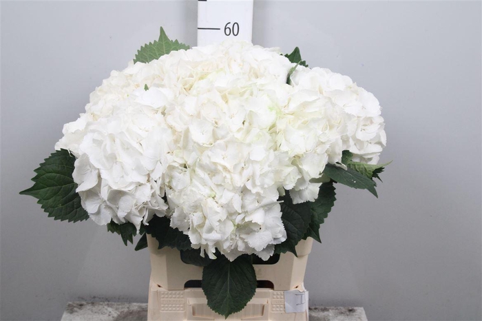 <h4>Hydr M My Akito</h4>