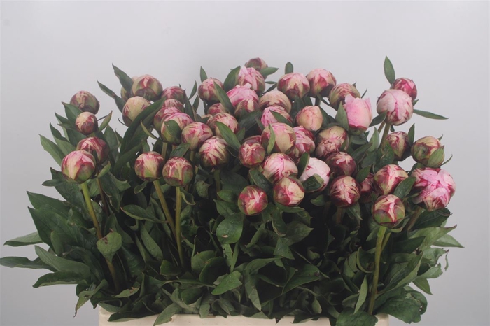 <h4>Paeonia Sarah Bernhard Pink X50</h4>