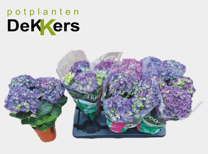 <h4>HYDR M EARLY BLUE</h4>