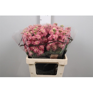 Matth Stox Antiq Rose
