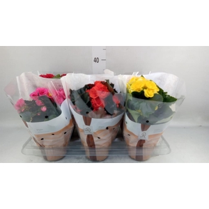 Begonia elat. DU   ...mix