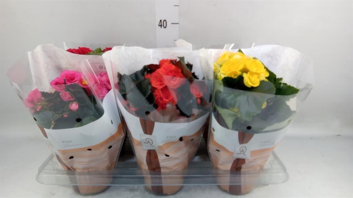 <h4>Begonia elat. DU   ...mix</h4>