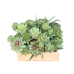 Cynara Sc Green Glob 60cm