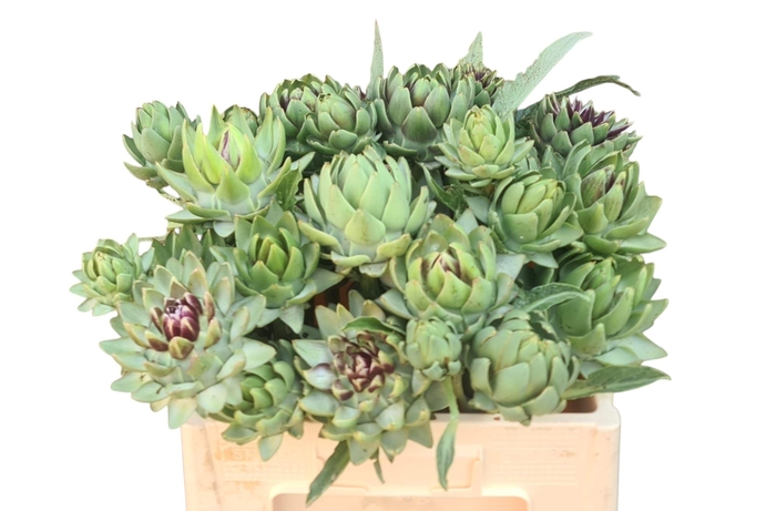 <h4>Cynara Sc Green Glob 60cm</h4>