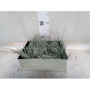 Tillandsia