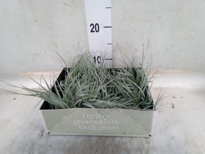 <h4>Tillandsia</h4>