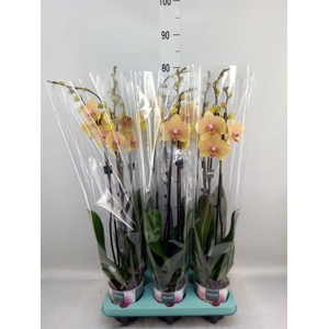 Phalaenopsis   ...