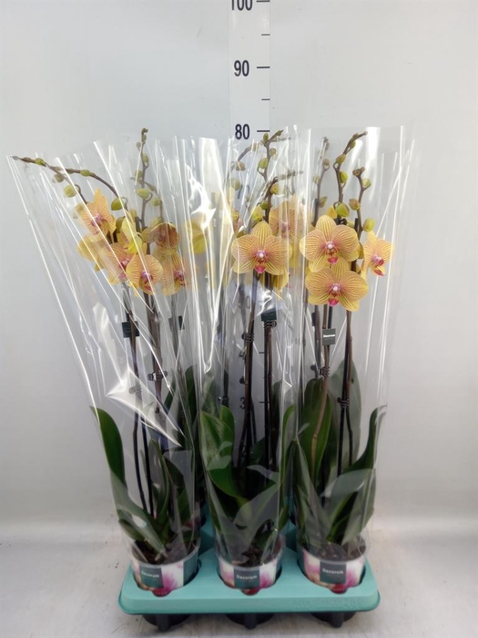 <h4>Phalaenopsis   ...</h4>