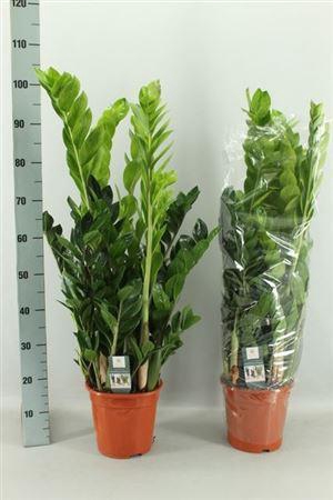 <h4>Zamio Zamiifolia</h4>