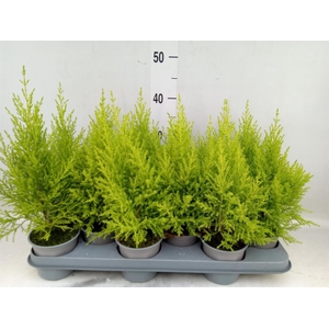 Cupressus macro. 'Goldcrest Wilma'