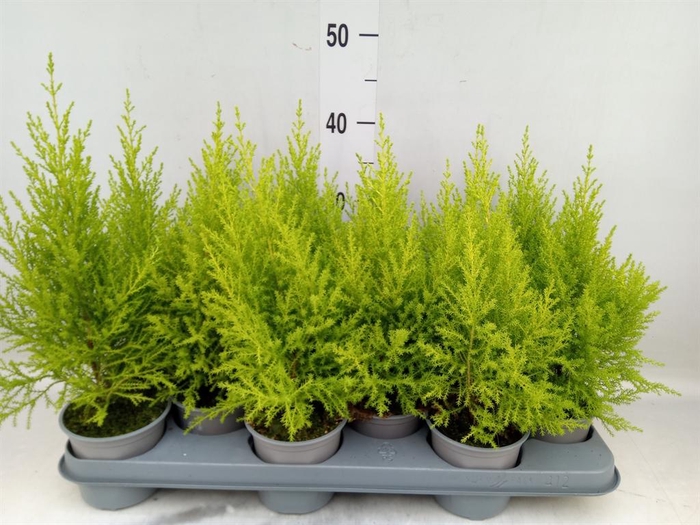 <h4>Cupressus macro. 'Goldcrest Wilma'</h4>