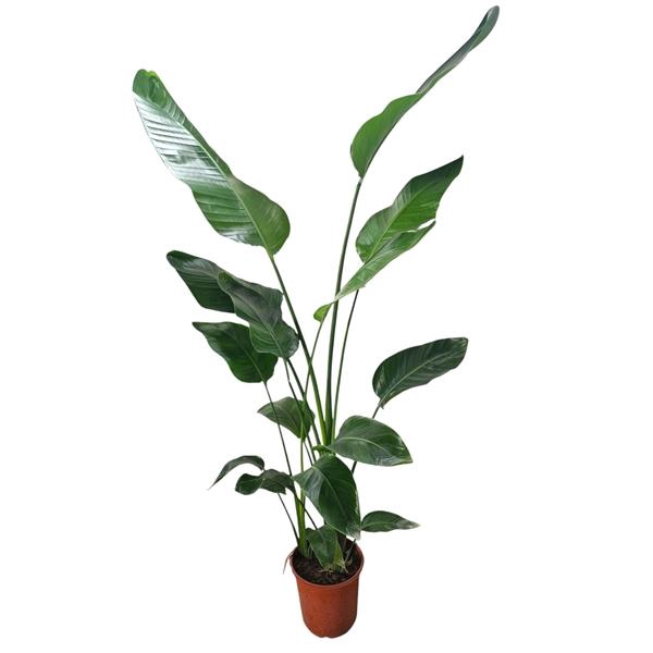 <h4>Strelitzia Nicolai</h4>