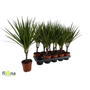 Dracaena marginata