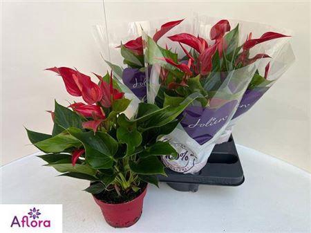 <h4>Anthu Banderola Roja</h4>