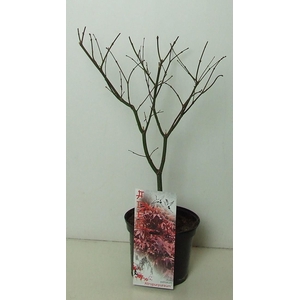 Acer palmatum 'Atropurpureum' P19