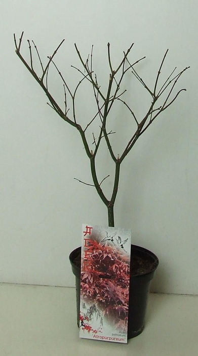 <h4>Acer palmatum 'Atropurpureum' P19</h4>